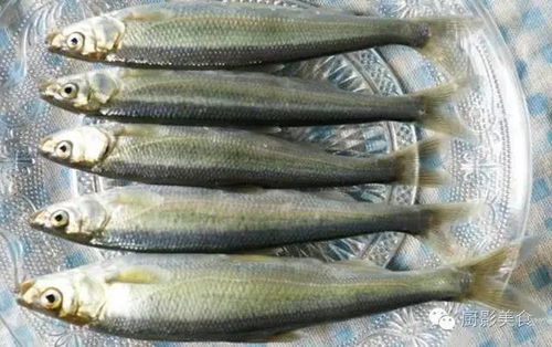 探索水中珍寶 世界頂級(jí)淡水魚類大全及賞析