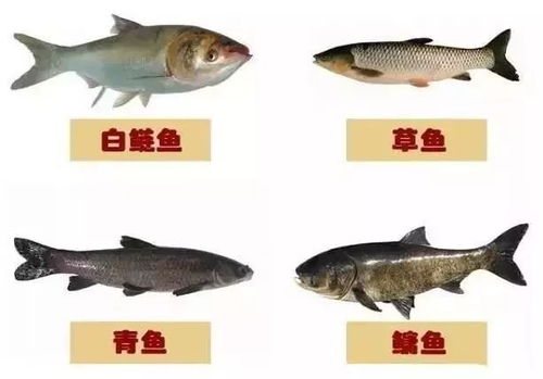 淡水魚混養技術全攻略 掌握這些技巧，來年收益翻倍