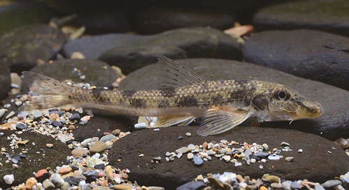 中國常見淡水魚多樣性探秘 這250種，你認識幾種？