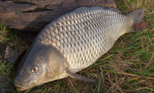 深海魚與淡水魚 營養(yǎng)價(jià)值對(duì)決，你該如何選擇？