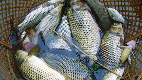 深海魚和淡水魚，到底哪個(gè)更有營養(yǎng)？看完知道怎么選了