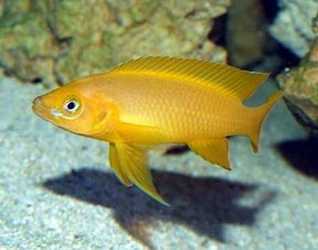 家庭養(yǎng)淡水魚全攻略 從菜鳥到行家的進(jìn)階指南
