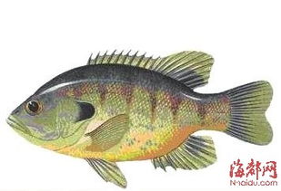 北美淡水魚類的生存危機(jī) 滅絕非遠(yuǎn)，呼救已急
