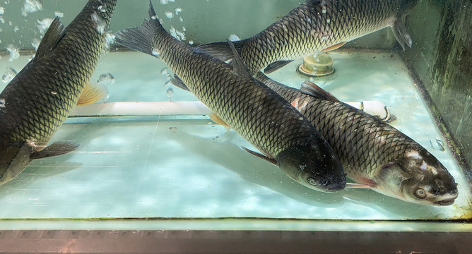 淡水魚 江河湖泊中的靈動(dòng)生命