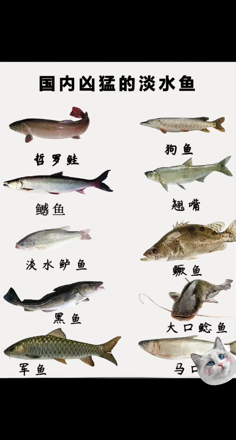 國內(nèi)淡水魚十大魚種水層分析 解構(gòu)水下生態(tài)系統(tǒng)