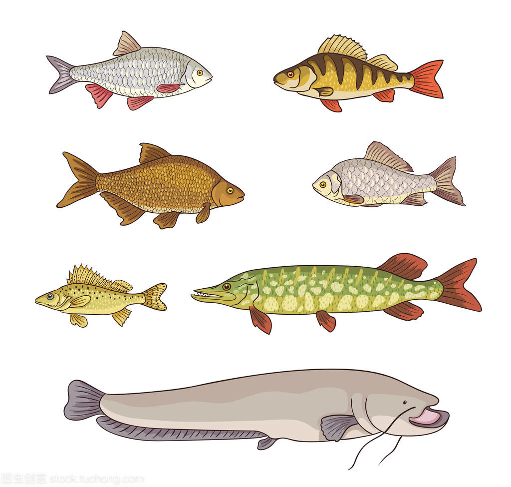 淡水魚 水下的絢爛生命圖譜