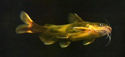 淡水魚(yú)不如海魚(yú)?最好吃的18種淡水魚(yú),最后一種被稱(chēng)為尼克松魚(yú)