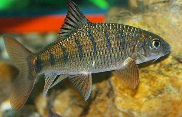 味道鮮美的4種淡水魚(yú),第三種很多人都不認(rèn)識(shí),據(jù)說(shuō)很難釣到!