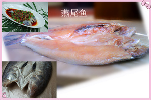 【海鱔魚(yú)】海鱔魚(yú)價(jià)格/圖片_海鱔魚(yú)批發(fā)/采購(gòu)_海鱔魚(yú)廠家/供應(yīng)商