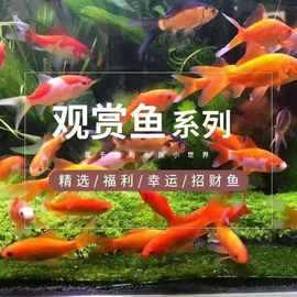 淡水魚(yú)魚(yú)苗