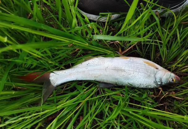 它號(hào)稱(chēng)是非常難吃的淡水魚(yú)種,卻獲得釣魚(yú)人眼中的喜愛(ài)