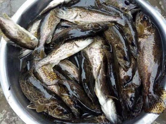 斑鱖棲居于清凈水域,被譽(yù)為"淡水魚(yú)之王"