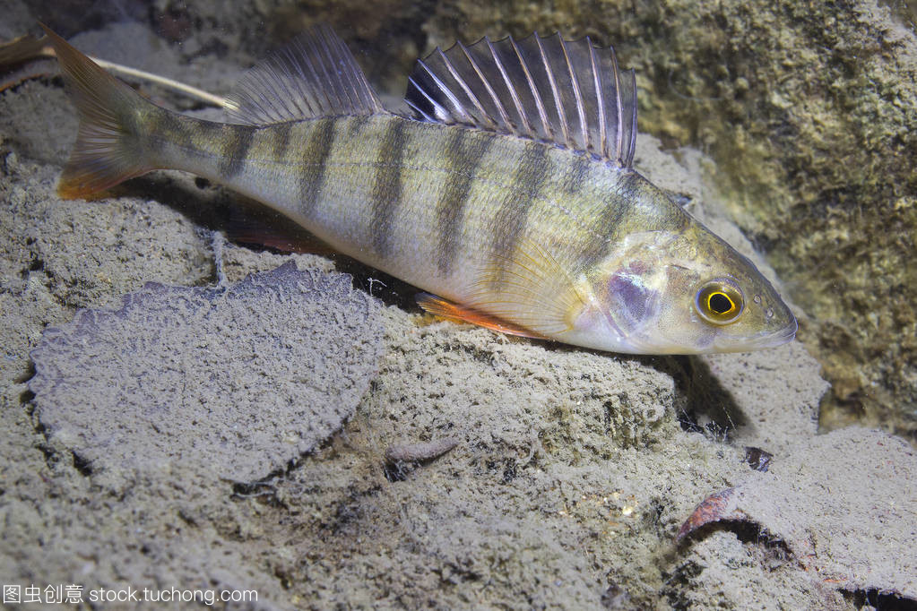 淡水魚(yú)鱸魚(yú) (perca fluviatilis) 在美麗干凈的磅。水下射擊在湖中。野生動(dòng)物。棲在自然棲所以尼斯背景。住在湖里