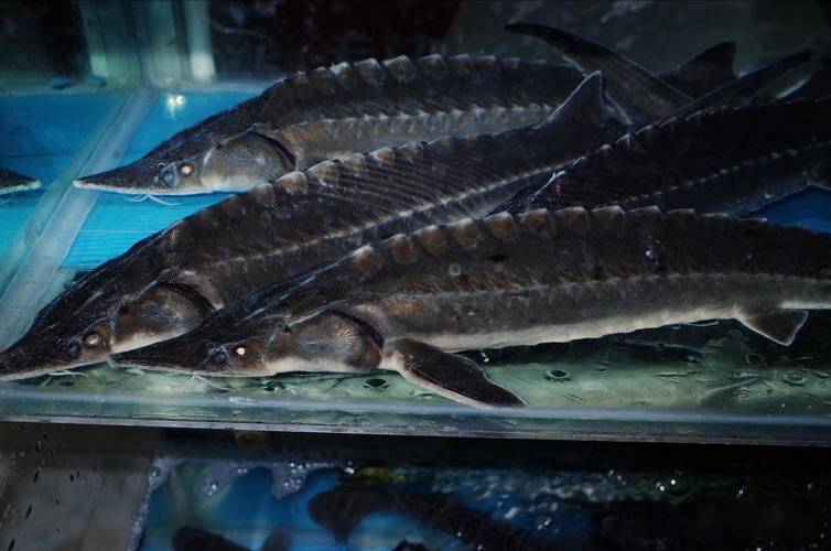 中國,哪些淡水魚最好吃?經(jīng)過評選,這10種上榜,你家常吃哪幾種